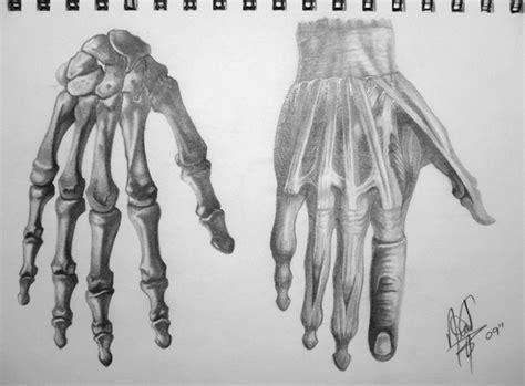 Human Anatomy Hand By Halogoddess1 On Deviantart