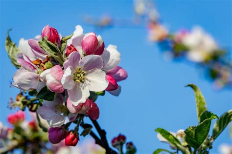 Download clker's bee clip art and related images now. Spring Flowers Free Stock Photo - Public Domain Pictures