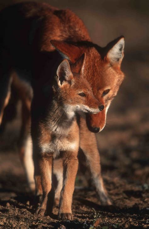 Ethiopian Wolf Photo By Martin Harvey Bale Mountains National Park