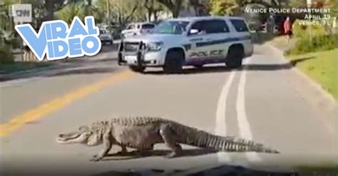 Viral Video Massive Alligators Casually Strolling