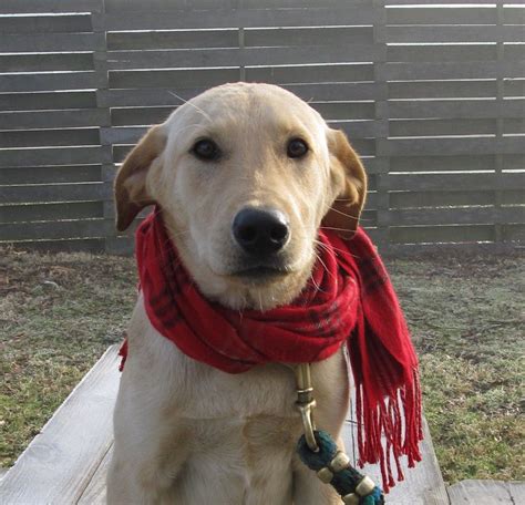 Hahajax Would Be Funny Wearing A Scarf Like This Dog Dog Scarfs