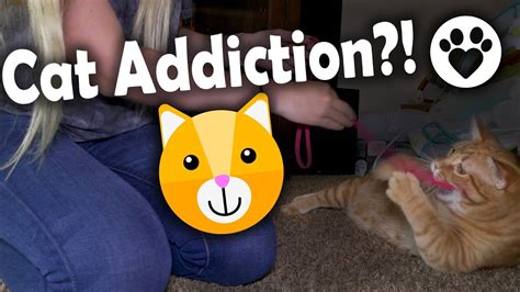 Are You Addicted To Cats Youtube