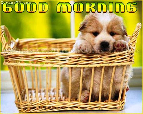 Good Morning Dog Images Hd Pic Future