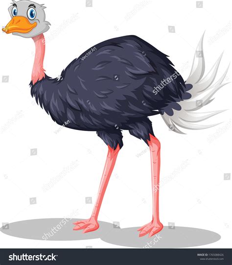 9087 Ostrich Cartoon Kép Stockfotó és Vektorkép Shutterstock