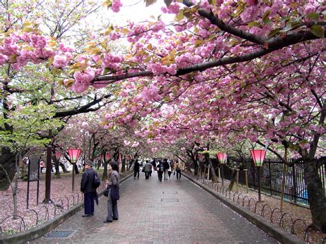 Places For See Sakura Blooming In Japan Nihon01culture