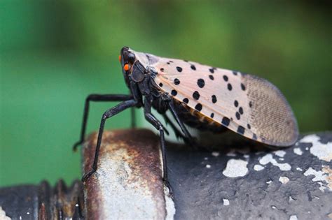 Protect Your Backyard From The Spotted Lanternfly