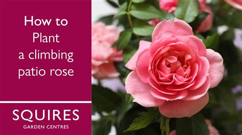 How To Plant Climbing Roses In Containers For The Patio Patio Roses