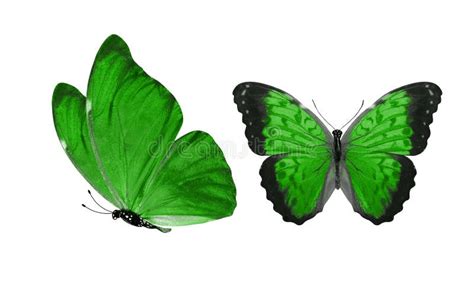 Beautiful Two Green Butterflies Isolated On White Background Stock