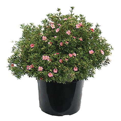 Shrub And Evergreens Assorted 1 Gal Container Dnsh1promo Rona