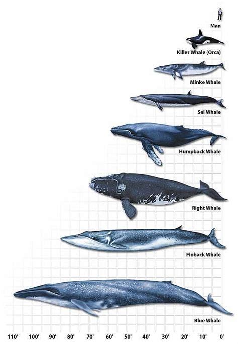 Females are a bit larger than the males, but all adults measure between 40 and 50 ft and. 44 best Whale Facts images on Pinterest | Baleen whales ...