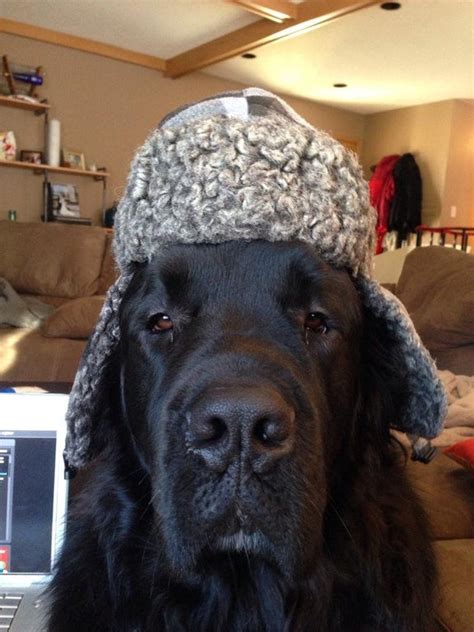 Big Dog Russian Hat Dogswearinghats