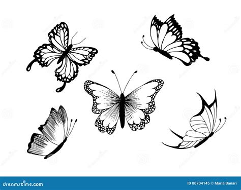 Set Of Butterfly Vector Image Stock Vector Illustration Of