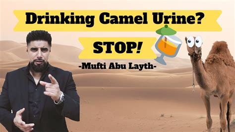 A video of an islamist leader purportedly drinking a mixture of camel urine and camel milk in saudi arabia has sparked debate over the health dangers of the practice in his native indonesia. Drinking Camel Urine? -Mufti Abu Layth - YouTube