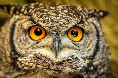 10 Awesome Facts About Owls 15 Pics With Images Owl Eyes Owl