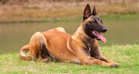 Are Belgian Malinois Protective Gst K9