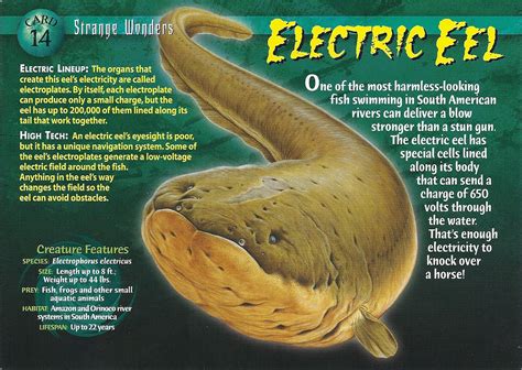 How Many Amps Does An Electric Eel Produce