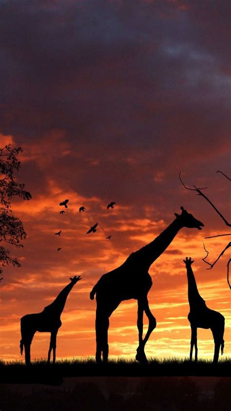 Giraffe Wallpapers Images Photos Pictures Backgrounds