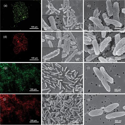 Disruption Of The Bacterial Wall In Gram Negative Bacteria