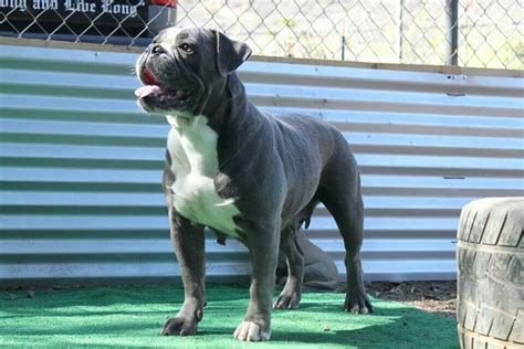 Only guaranteed quality, healthy puppies. Sookie, a female blue olde english bulldogge www ...
