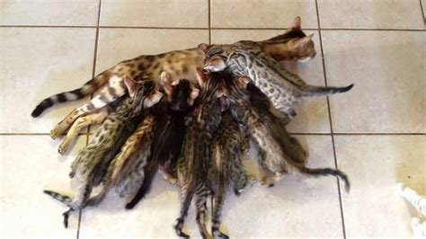 How much does it cost to put a cat down? Bengal Manor - Bengal Cat Breeder - Perth, Western Australia