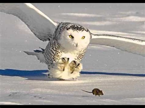 The predator and the prey category. Lab 10 Predator-Prey Simulation - YouTube
