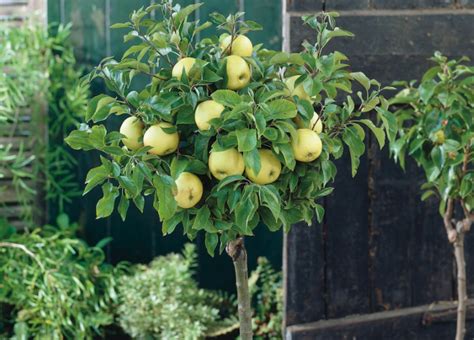 Planting Patio Fruit Trees Patio Ideas