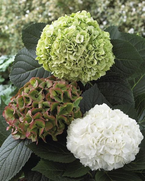 Hydrangea Magical Pearl Is A Winner Modern Country Style The Top Ten