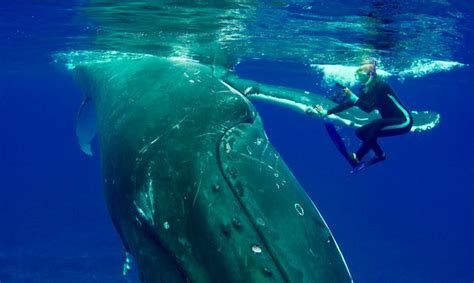 Amazing Moment Hero Whale Saves Snorkeler From Shark By Hiding Her