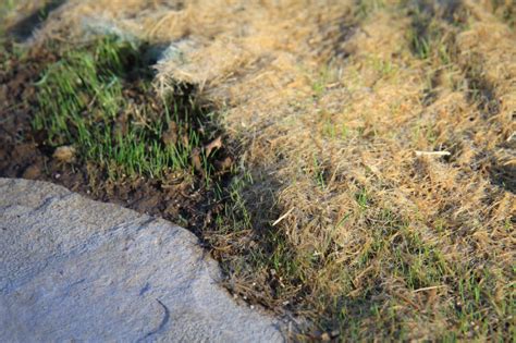 Starting from scratch by sowing a new lawn can sometimes be the best option for a bigger garden. lawn - What is the best way to sow grass seed in high rainfall areas? - Gardening & Landscaping ...