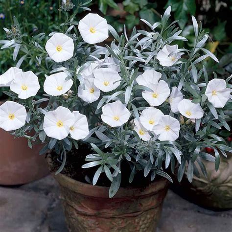 Compact, columnar conifers can provide denser screening yet take up little space. Silverbush (Convolvulus cneroum) - Dwarf / Low Growing ...
