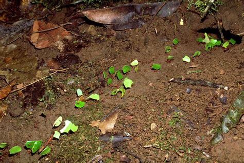 Trail Of Leafcutter Ants Atta Sp With Leaves Photograph By William