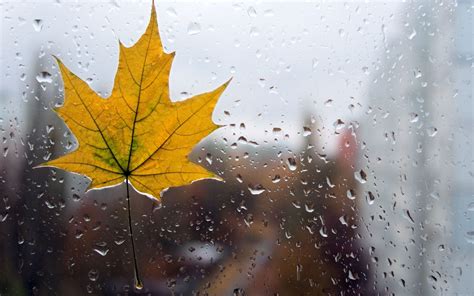 Raindrop On Leaf Hd Wide Wallpaper For Widescreen 70