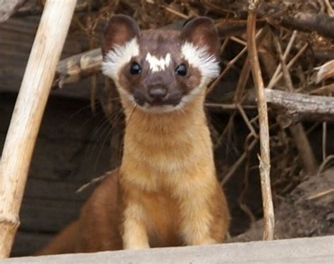 Long Tailed Weasel Mammals Of Alabama · Inaturalist