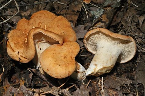 Mid Missouri Morels And Mushrooms Hydnum Repandum The