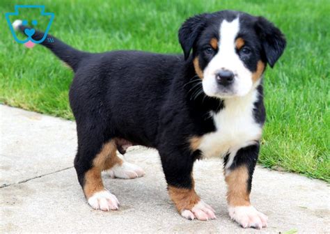 brutus greater swiss mountain dog puppy  sale keystone puppies swiss mountain dog puppy