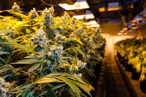 Licensed Cannabis Cultivation In Canada Exceeds 10 Million Square Feet