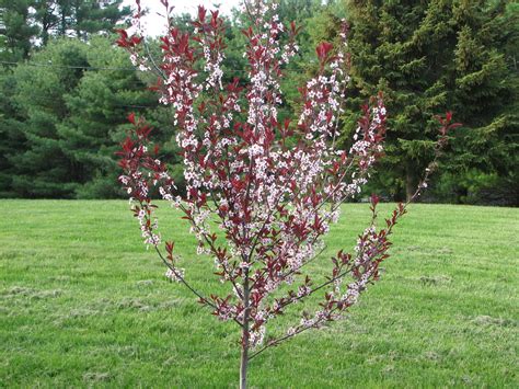 Check spelling or type a new query. Family Tree and Turf Care®~Landscape Inventory