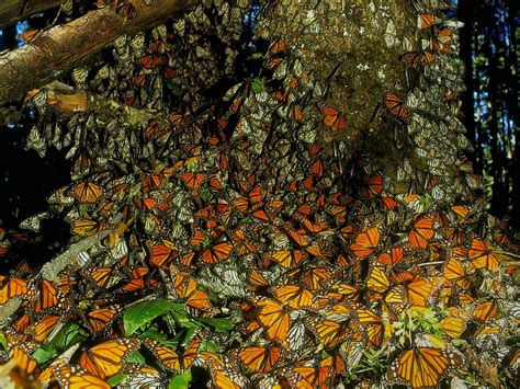 Santuario De La Mariposa Monarca Todo Lo Que Debes Saber