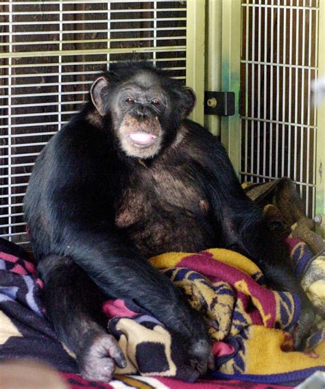 Attack Of Travis The Chimpanzee Complete Timeline Of Events