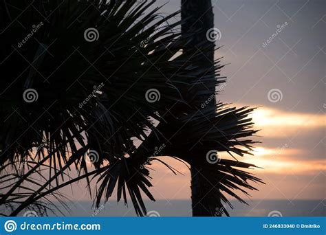 Ramos De Palma Silhuetas Na Praia De Caspersen 6 Foto De Stock Imagem