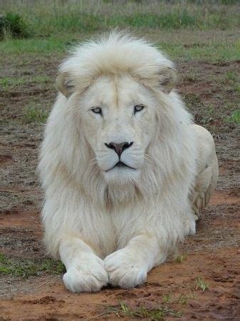 Según las creencias africanas, este animal es divino y si se cruza en tu camino da felicidad. Imagenes De Leones Blancos Para Fondo De Pantalla