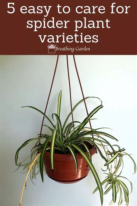 5 Easy To Grow Spider Plant Varieties And How To Keep Them Alive Breathing Garden Spider