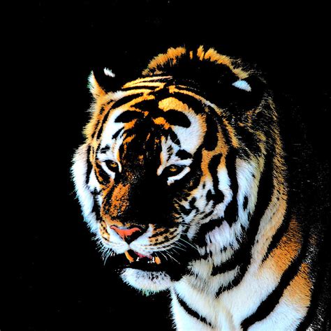 Night Tiger Photograph By John Freidenberg Fine Art America