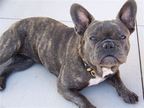 Brindle French Bulldog The Dog With Tiger Stripes