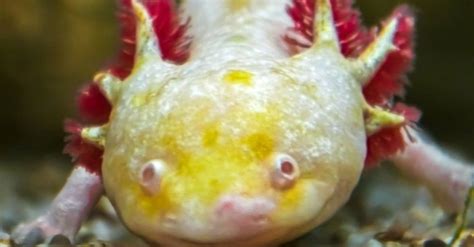 10 Incredible Axolotl Facts Imp World