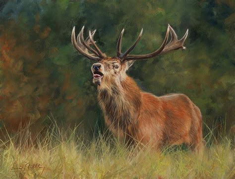 Red Deer Stag Painting By David Stribbling Pixels