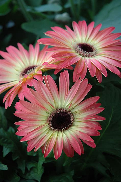 One of my favorite daisy flower images with 1920×1080 pixels resolution. Pink and Yellow Gerbera Daisy (Gerbera 'Pink and Yellow ...