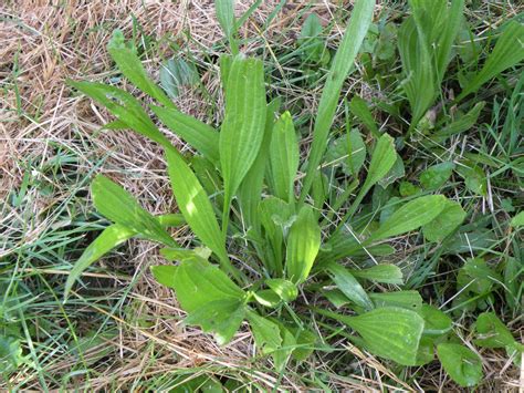 Weed Of The Month Series Plantain Organo Lawn
