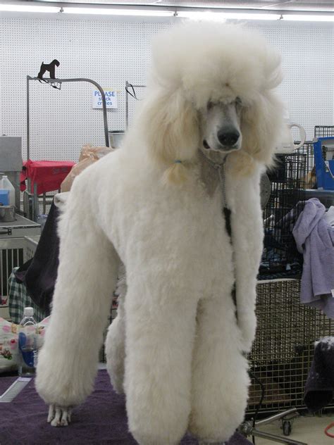 Giant Poodle All Purebred Dogs Post 5 Award 1 Don Andres