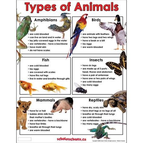 Types of Animals Chart | Second Grade | Pinterest | Types of animals